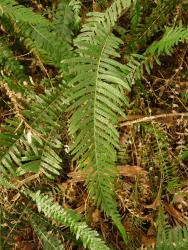 Blechnum parrisiae. Mature fertile frond with adnate pinnae.
 Image: L.R. Perrie © Leon Perrie CC BY-NC 3.0 NZ